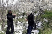 مدیرجهاد:برف و سرما 130 میلیاردتومان به باغات میانه خسارت زد