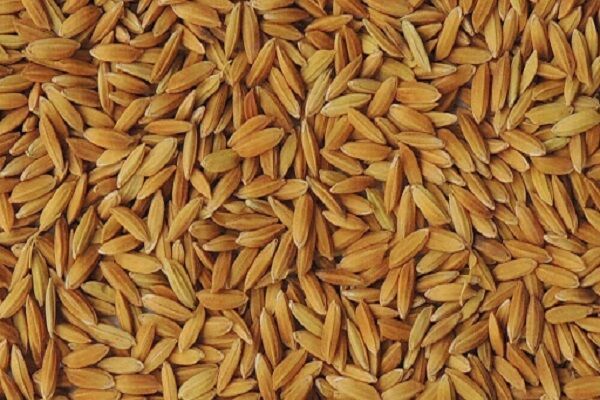 تولید یک هزار و ۶۰۰ تن بذرگواهی شده برنج در گیلان