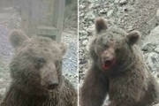 عاملین کشتار یک قلاده خرس در ارومیه مجازات شوند