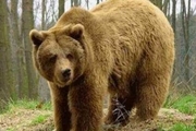 خرس وحشی جوان کوهرنگی را زخمی کرد