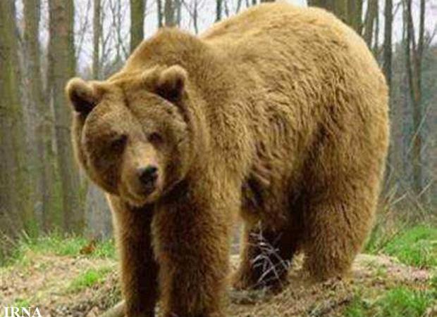 خرس وحشی جوان کوهرنگی را زخمی کرد