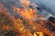 ۹۵ درصد علت آتش سوزی مراتع و جنگل ها عامل انسانی است