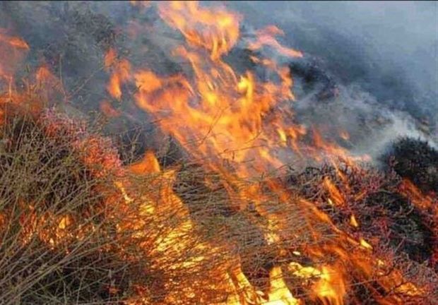۹۵ درصد علت آتش سوزی مراتع و جنگل ها عامل انسانی است