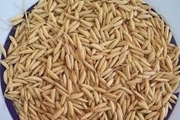 27 تن بذر  اصلاح شده برنج در سیاهکل توزیع شد