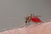 
راهکارهای کلیدی برای دفع پشه‌ها