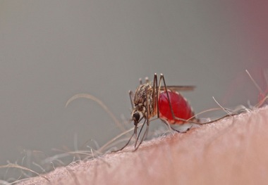 نگرانی جدی درباره شیوع تب دنگی در ایران/ هشدار افزایش پشه آئدس با خنک شدن هوا