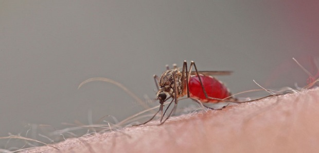 نگرانی جدی درباره شیوع تب دنگی در ایران/ هشدار افزایش پشه آئدس با خنک شدن هوا