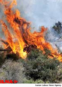 آتش‌سوزی در جنگل‌های مرزی حاشیه رود ارس