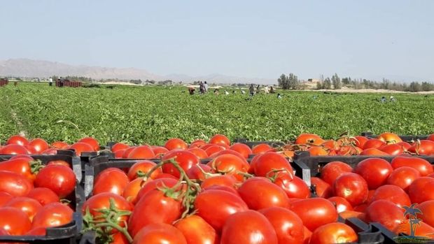 ۵۰ هزار تن گوجه فرنگی از شهرستان مهر روانه بازار شد