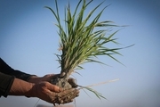 بذر گواهی شده برنج در گیلان آماده توزیع است
