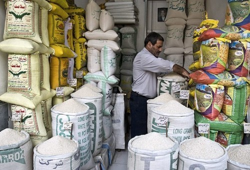تعادل بازار برنج در مازندران با تداوم خرید توافقی دولت