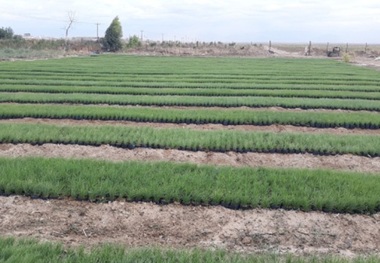 مراتع بیابانی گلستان احیا می شود