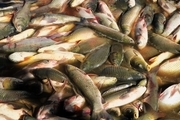 تولید 82 تن ماهی گرمابی در آستارا کاهش 62 درصدی
