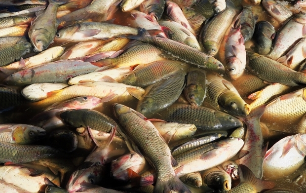 تولید 82 تن ماهی گرمابی در آستارا کاهش 62 درصدی