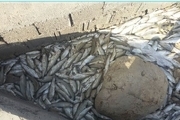 ۴۱ هزار قطعه بچه ماهی در سیلاب سبزوار تلف شدند