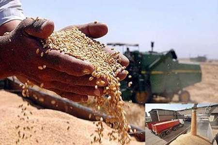 770 هزار تُن گندم در کردستان خرید تضمینی می شود