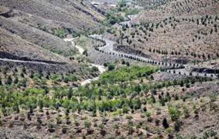 درختکاری 630 هکتار زمینهای کمربند سبز مشهد