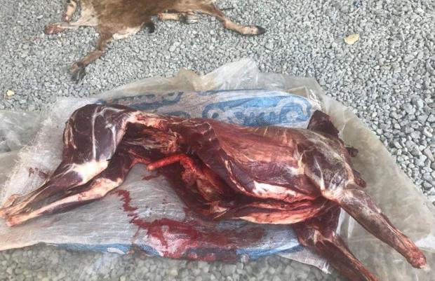 شکارچی متخلف لاشه بزکوهی را در منطقه کوسالان رها و متواری شد