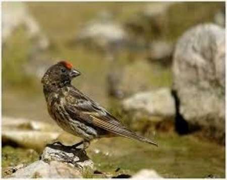 20 قطعه پرنده کمیاب در شهرستان نهبندان کشف شد