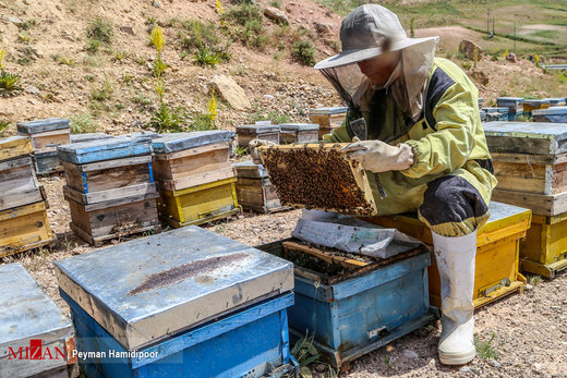 سالانه ۷۰۰تن عسل در مشگین‌شهر تولید می‌شود