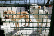 شهرداری تهران: نقاهتگاه سگ ها در کهریزک تا اطلاع ثانوی واگذار نمی شود