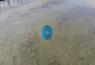 مهاجرت میلیون ها ماهی در چین