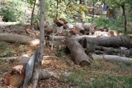 فرماندار: قطع درختان اطراف قنات جهانی قصبه گناباد با هیچ منطقی قابل توجیه نیست