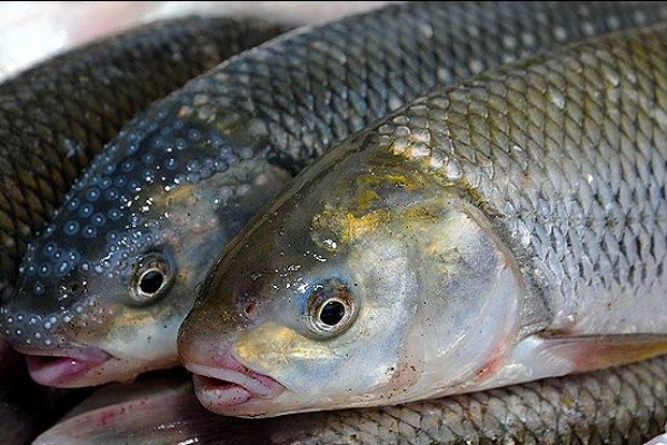 کاهش مصرف قزل آلا سبب پرورش گونه های جدید ماهی در خراسان رضوی
