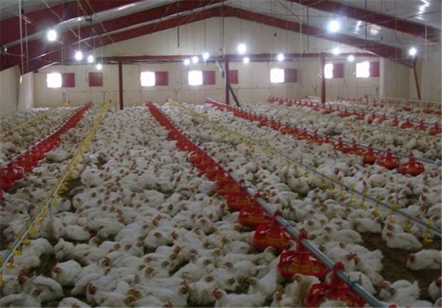 آنفلوانزای فوق حاد مرغی در بوشهر وجود ندارد