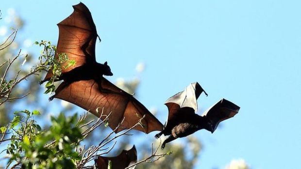 با تخریب کنندگان زیستگاه خفاشها در شهرستان طارم برخورد قاطع خواهد شد