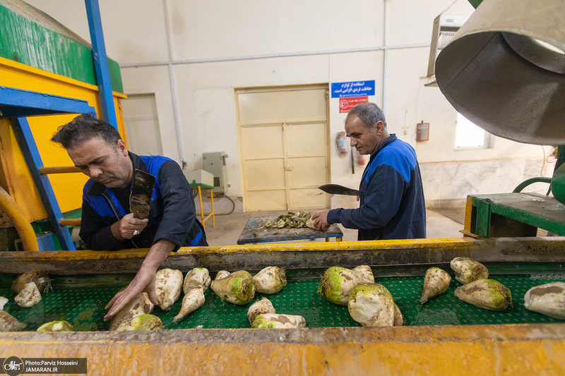 شوق شیرین تولید شکر / کارگران تولید قند و شکر