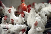 سالانه حدود ۷ هزار تن گوشت مرغ در خاش تولید می‌شود
