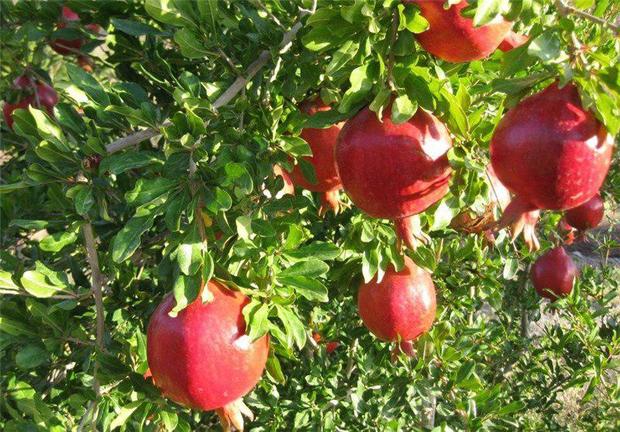 مدیر باغبانی جهاد کشاورزی:89 هزار تن محصول انار در استان یزد برداشت شد