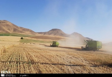 بیش از 85 هزار تن گندم در بوکان خریداری شد