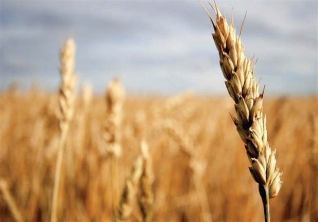 205 هزارتن گندم از کشاورزان قزوینی خریداری می شود