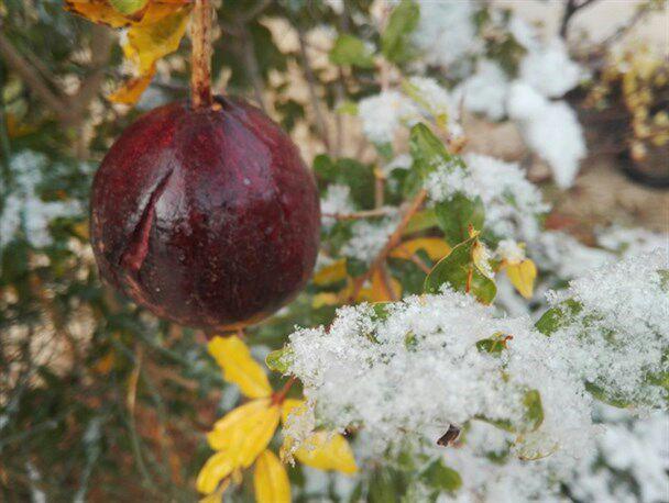 سرما 90 درصد باغ های انار بادرود را نابود کرد