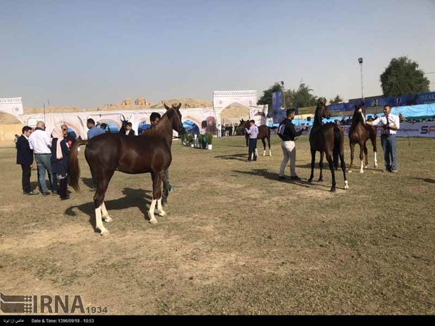 جشنواره  زیبایی اسب عرب خالص ایرانی در شوشتر آغاز شد