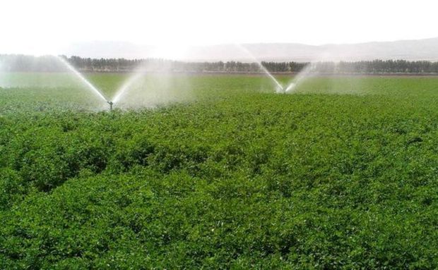 مدیریت صحیح منابع آبی، ضامن رونق تولید کشاورزی