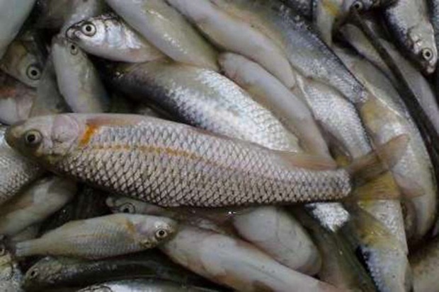 رئیس اداره دامپزشکی: ماهی های غیرقابل مصرف در دامغان معدوم شد