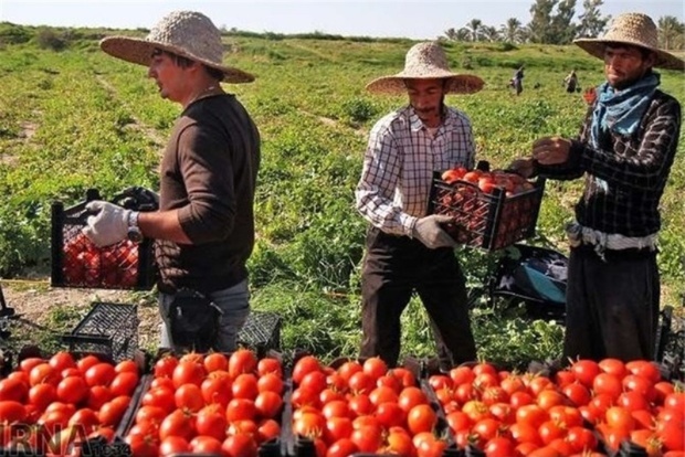 دولت با چراغ سبز صادرات ناجی گوجه کاران شد