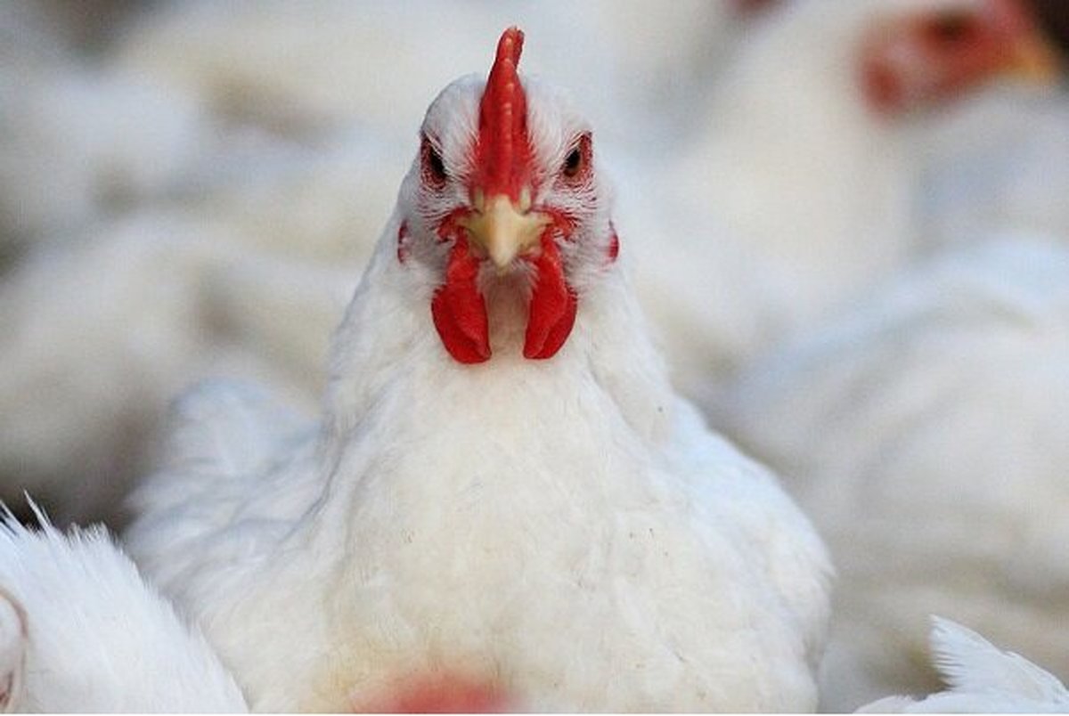  بیش از ۲ تُن مرغ زنده قاچاق در دره شهر کشف شد
