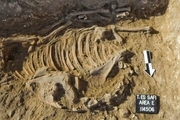 رمزگشایی از الاغ‌های 5000 ساله! + تصاویر