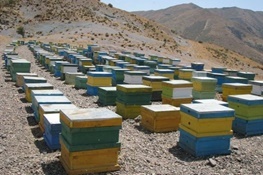 اقلیم کوهستانی ملک‌شاهی، جایی برای توسعه صنعت زنبور عسل