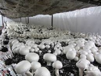 تولید 1500 تن قارچ دکمه ای در چهارمحال و بختیاری