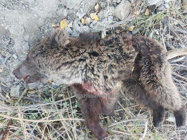 مرگ توله خرس در اثر برخورد با خودرو در بلده