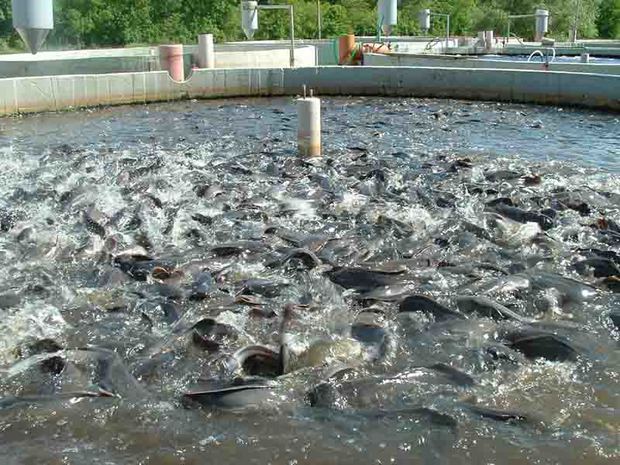 بزرگترین سایت پرورش ماهی سردآبی کشور در اندیمشک احداث می شود