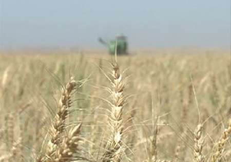 تولید بذر اصلاح شده در استان مرکزی 300 درصد افزایش یافت