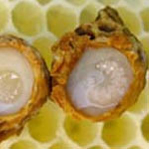 امکان برداشت صنعتی ژله رویال زنبور عسل در سیاهکل فراهم شد
