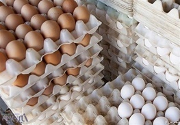 پیش بینی تولید ۹ هزار تن تخم مرغ در استان اردبیل در سال جاری