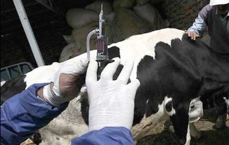 واکسیناسیون دام سنگین علیه تب برفکی در همدان